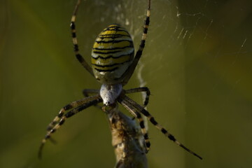 gelb schwarze Spinne fängt Grashüpfer Spinnennetz 