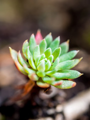 Little Echeveria plant with cloudy sun light in the garden