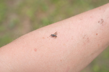 a large fly that has landed on his hand is knocked down and lying there dead