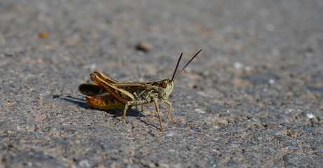 Grasshüpfer Heuschrecke beobachtet