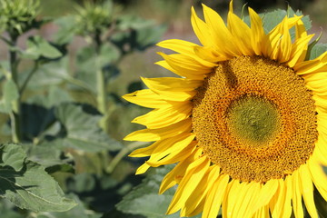 Obraz premium Yellow sunflower in a field on a green background
