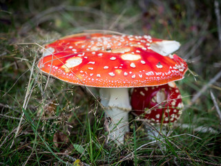 Red Amanita muscaria (Fly Agaric) in the mountains in autumn