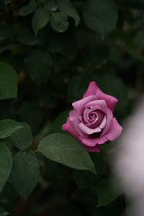 Light Purple Flower of Rose 'Charles de Gaulle' in Full Bloom
