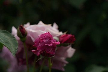 Light Purple Flower of Rose 'Charles de Gaulle' in Full Bloom
