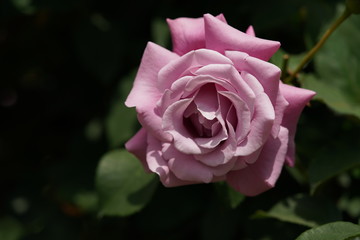Light Purple Flower of Rose 'Charles de Gaulle' in Full Bloom
