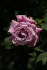 Light Purple Flower of Rose 'Charles de Gaulle' in Full Bloom
