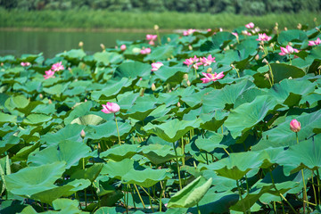 Lotus field in the Volga river delta in the city of Astrakhan