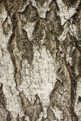 close up birch tree trunk, tree bark background.