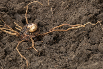 Banana sucker with good roots. Ready for planting