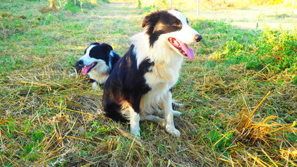 Happy Border Collie dogs on the grass