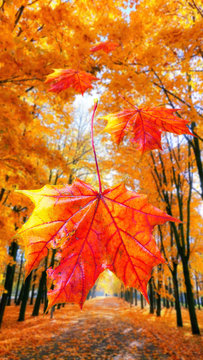 Red maple leaves on blurred background of alley of golden maple trees in the autumn