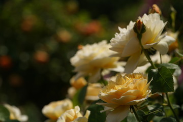 Fototapeta na wymiar Light Cream Flower of Rose 'Charlotte' in Full Bloom 