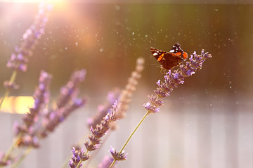 Small Tortoiseshell butterfly (Aglais urticae) sits on lavender flowers in summer afternoon