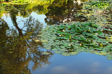 Scenic landscape view of picturesque pond with lily pads on the surface. Scenic Arboretum Oleksandriya in Bila Tserkva, Ukraine. Summer sunny day