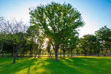 Green tree with meadow grass sunset light in city public park