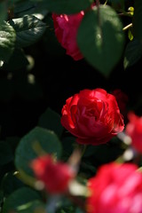 Red Flower of Rose 'Cherry Bonica' in Full Bloom
