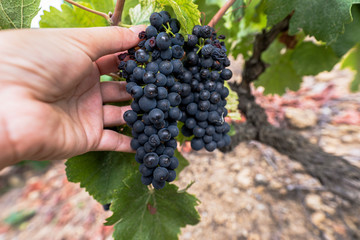 Manual grape picking of the red shiraz at the french Rhone valley vineyard