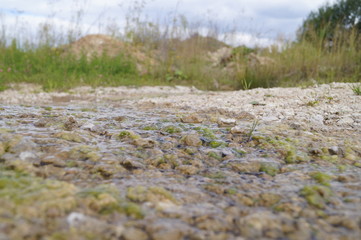 wild flowers in the mountains