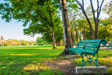 Fototapeta premium Green tree with meadow grass sunset light in city public park