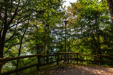 trees in the park