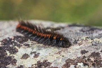 A shaggy black caterpillar with an orange stripe close-up on a gray stone. Macro photo of insects.