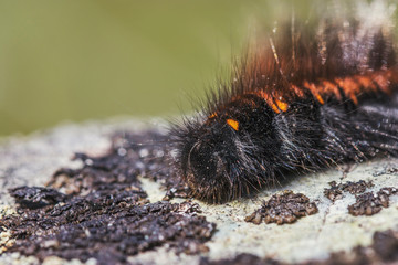 A shaggy black caterpillar with an orange stripe close-up on a gray stone. Macro photo of insects.