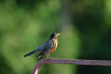 American Robin perched on rustic agriculture gate