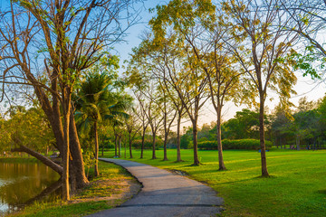 Fototapeta na wymiar Green tree with meadow grass sunset light in city public park