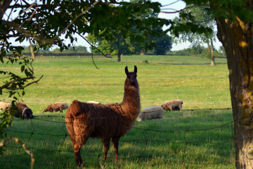 Portrait of a llama protecting a herd of sheep © Carol Hamilton