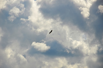 Wild bird Kite soars in the cloudy sky. Keeping an eye out for prey