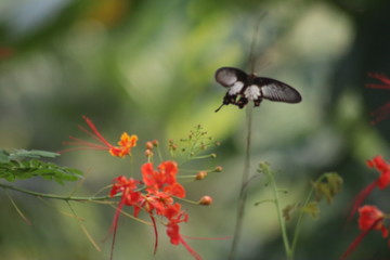 dragonfly on a flower