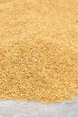 Raw rice crop exposured with sunlight on a white cotton cloth outside the procedure factory before polishing process, close up, real life, lifestyle.