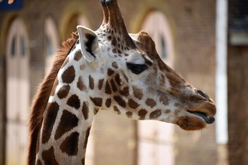 Cheeky looking giraffe pokes tongue out