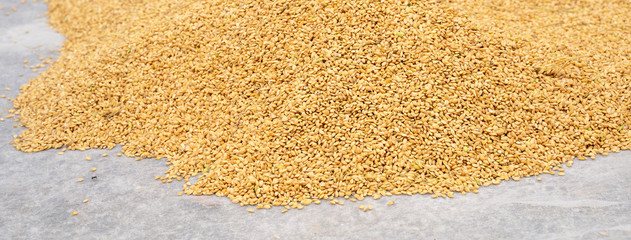 Raw rice crop exposured with sunlight on a white cotton cloth outside the procedure factory before polishing process, close up, real life, lifestyle.