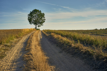 Fototapeta na wymiar A sunny, August rural landscape with a sandy road leading to a lonely tree among the fields.