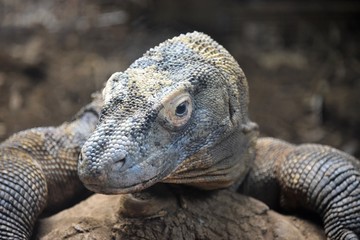 Brown dragon lizard on rocks