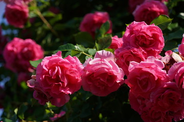 Pink Flower of Rose 'CI. Roseurara' in Full Bloom
