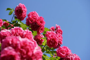 Fototapeta premium Pink Flower of Rose 'CI. Roseurara' in Full Bloom 