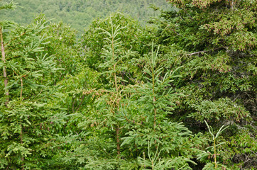 forest in the Cape Breton