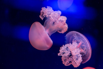 jelly fish in the water
