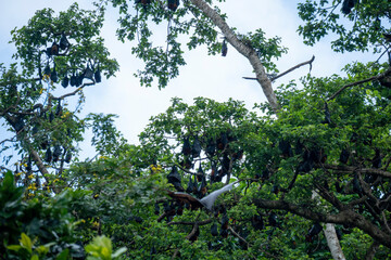 The large Colony of Flying Foxes, Fruit Bats, or Mega-Bats feed on nectar, pollen and fruit. Endemic Kind of Bats in Pemba island, Zanzibar Archipelago, Tanzania