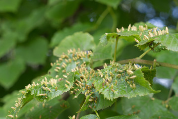 tree suffers from infection in summer, gall mite