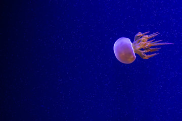 jellyfish on blue background