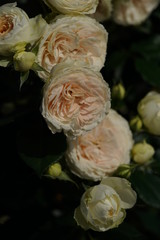 White Flower of Rose 'Clarice' in Full Bloom
