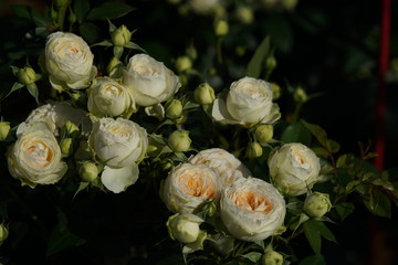White Flower of Rose 'Clarice' in Full Bloom
