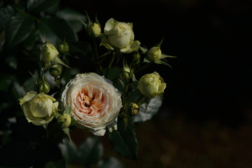 White Flower of Rose 'Clarice' in Full Bloom
