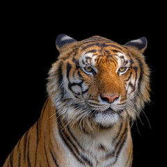 Closeup head of tiger on black background.
