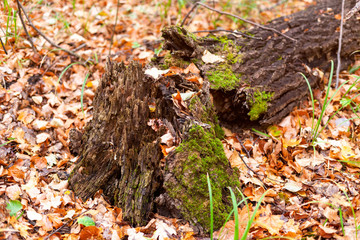 Rotten fallen tree in autumn forest