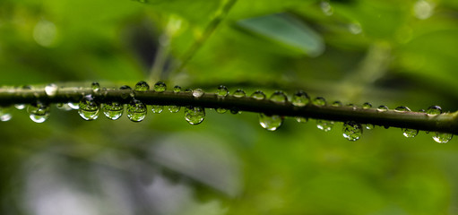 leaves in rainfall