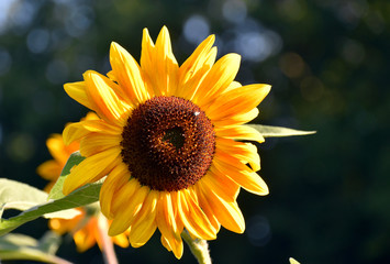 Sonnenblume vor grünem Hintergrund